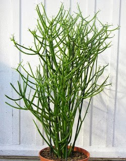 Cây Xương Cá: Tổng Quan Toàn Diện Về Đặc Điểm, Công Dụng Và Lưu Ý Quan Trọng Cây Xương Cá: Tổng Quan Toàn Diện Về Đặc Điểm, Công Dụng Và Lưu Ý Quan Trọng