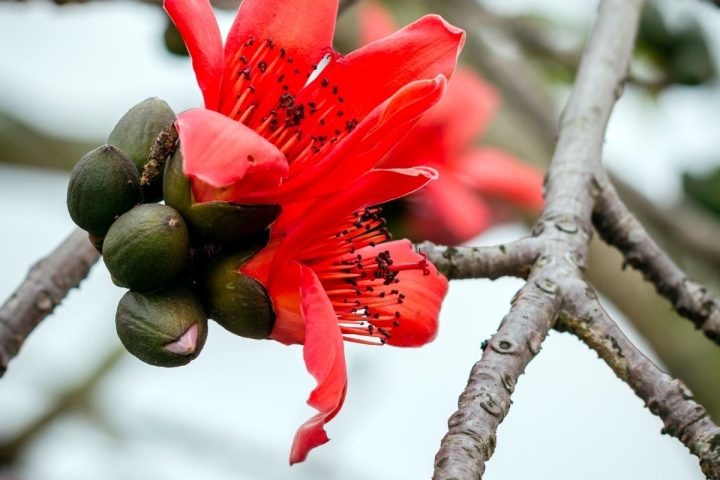 Hình ảnh cận cảnh hoa gạo, biểu tượng của sự thuần khiết và thành phần tự nhiên trong các sản phẩm đông y trị mụn.