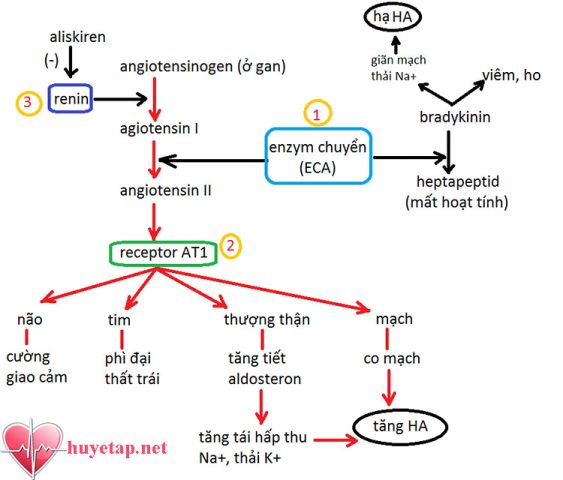 Cơ Chế Tác Dụng Các Nhóm Thuốc Hạ Huyết Áp Hiệu Quả