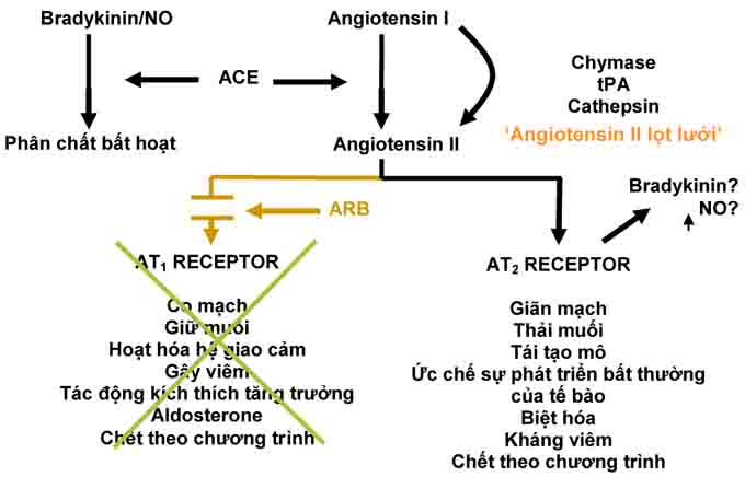 Cơ chế tác dụng thuốc ức chế thụ thể AT1: Hiểu biết toàn diện