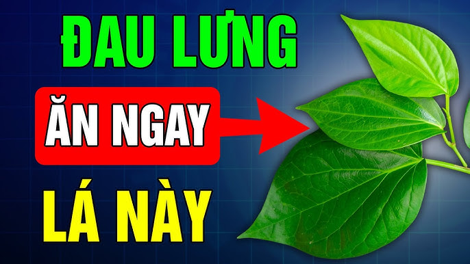 Lá lốt tươi nguyên liệu tự nhiên chữa đau lưng