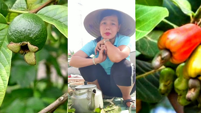 Thuốc Nam Chữa Bệnh Tiểu Đường: Giải Pháp Toàn Diện và An Toàn