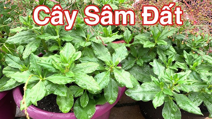 Cây Sâm Đất: Công Dụng, Cách Dùng và Lưu Ý Quan Trọng