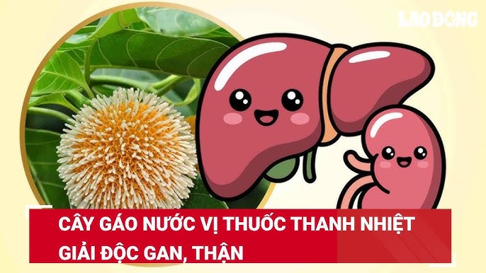 Thuốc Thanh Nhiệt Giải Độc Gan: Hướng Dẫn Chi Tiết Và Lợi Ích Sức Khỏe