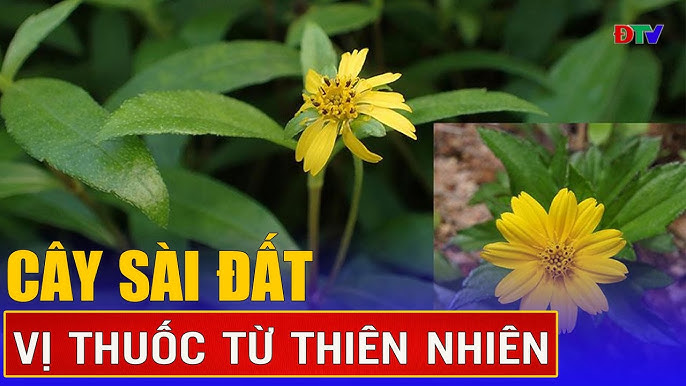 Sài Đất Thu Hái Hay Nhầm Với Vị Thuốc Nào: Nhận Biết Để Dùng Đúng