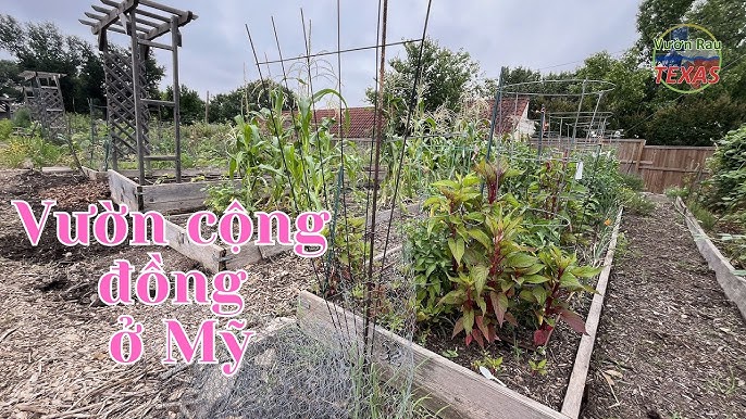 Khôi Phục Vườn Thuốc Nam Dựa Vào Cộng Đồng Hiệu Quả