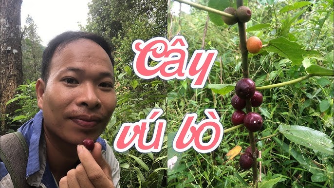 Hình Ảnh Cụ Thể Cây Hoành Kỳ Thuốc Nam Và Đặc Điểm Nhận Diện