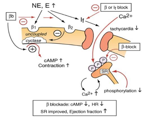 Cơ Chế Tác Dụng Thuốc Kích Thích Beta 2 Adrenergic Chi Tiết Cơ Chế Tác Dụng Thuốc Kích Thích Beta 2 Adrenergic Chi Tiết