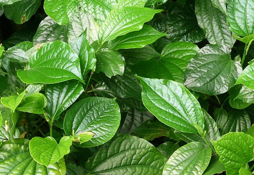 Cộng đồng Chia Sẻ Bài Thuốc Trị Xoang Thầy Dư: Thông Tin và Đánh Giá