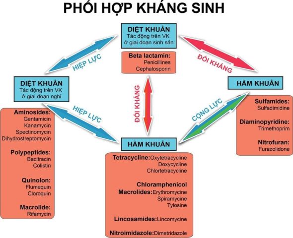 Tác Động Hiệp Lực Của Thuốc: Cơ Chế Và Ứng Dụng Lâm Sàng Tác Động Hiệp Lực Của Thuốc: Cơ Chế Và Ứng Dụng Lâm Sàng