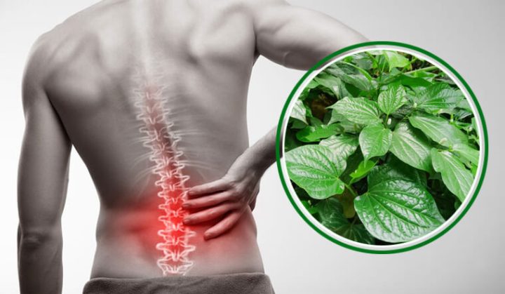 Cách Chữa Đau Lưng Bằng Lá Lốt: Hướng Dẫn Chi Tiết Từ A-Z