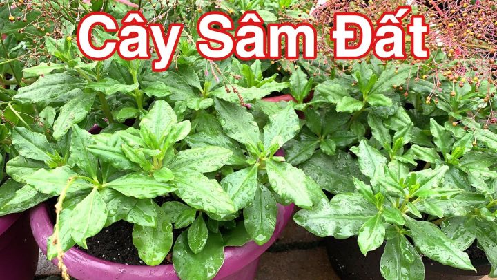 Cây Sâm Đất: Công Dụng, Cách Dùng và Lưu Ý Quan Trọng