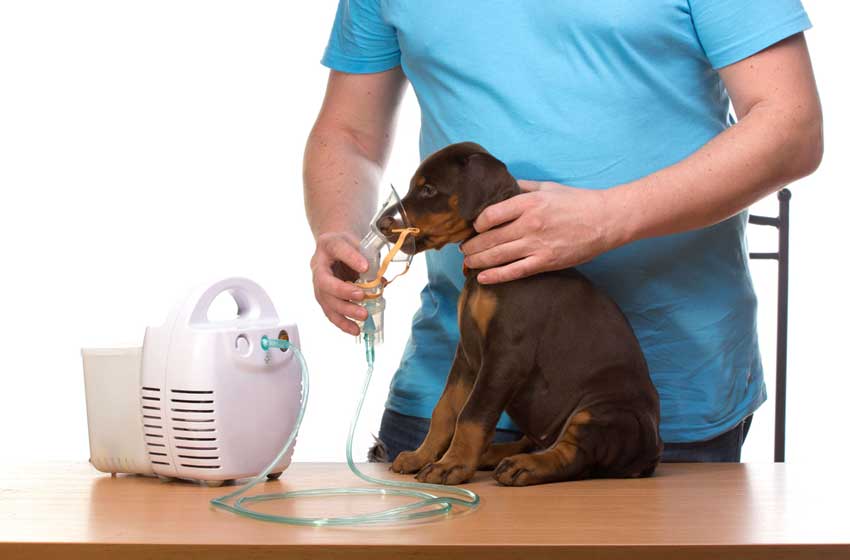 Máy Thở Oxy: Giải Pháp Hỗ Trợ Hô Hấp Quan Trọng Máy Thở Oxy: Giải Pháp Hỗ Trợ Hô Hấp Quan Trọng
