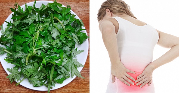 Cách Chữa Đau Lưng Bằng Ngải Cứu Hiệu Quả và An Toàn Tại Nhà