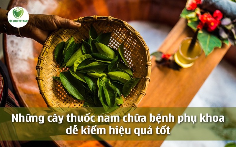 Cách Chữa Ngứa Âm Hộ Bằng Thuốc Nam Tại Vườn Nhà Hiệu Quả