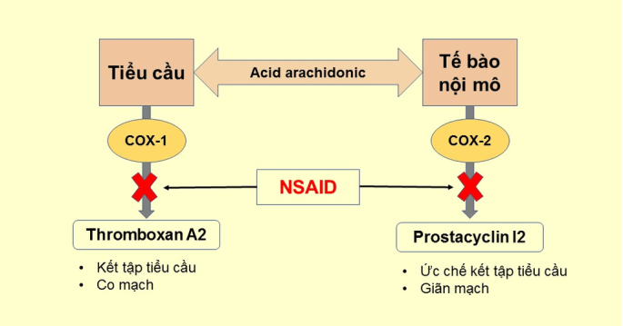 Cơ Chế Giãn Mạch Vành Của Thuốc Ức Chế Men Chuyển