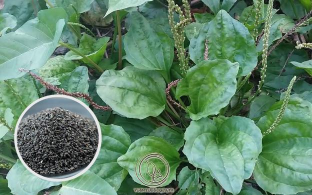 Chữa Viêm Đường Tiết Niệu Bằng Bài Thuốc Dân Gian: Hướng Dẫn Chi Tiết Chữa Viêm Đường Tiết Niệu Bằng Bài Thuốc Dân Gian: Hướng Dẫn Chi Tiết