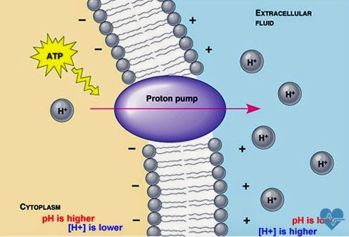 Dùng thuốc ức chế bơm proton kéo dài làm tăng nguy cơ sức khỏe