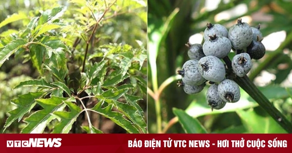 Khám Phá Toàn Diện Cây Bằng Lăng Và Công Dụng Y Học