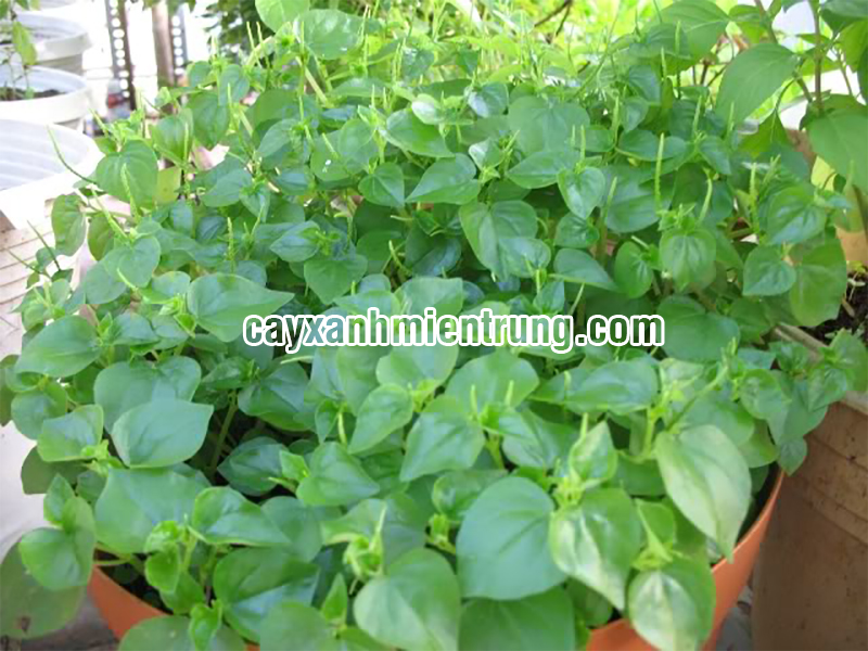Viết Văn Giới Thiệu Về Những Cây Thuốc Quanh Ta: Khám Phá Kho Báu Xanh
