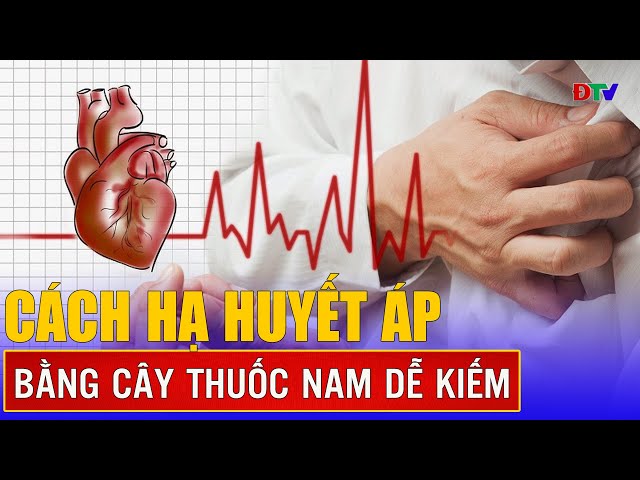 Tổng quan các dược liệu tự nhiên giúp kiểm soát huyết áp