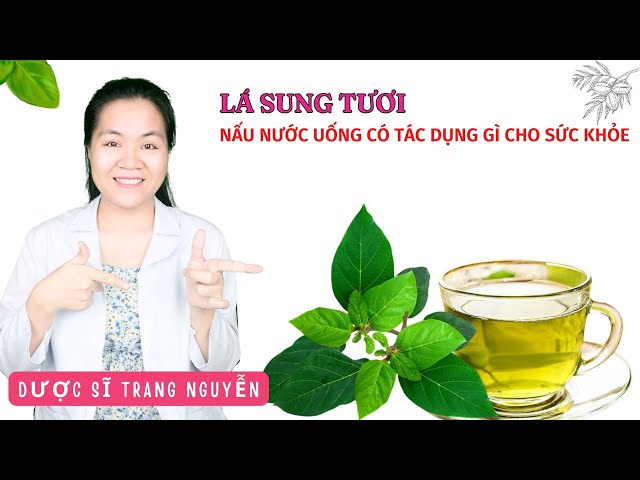 Hướng Dẫn Chi Tiết Cách Nấu Nước Lá Sung Đúng Chuẩn Hướng Dẫn Chi Tiết Cách Nấu Nước Lá Sung Đúng Chuẩn