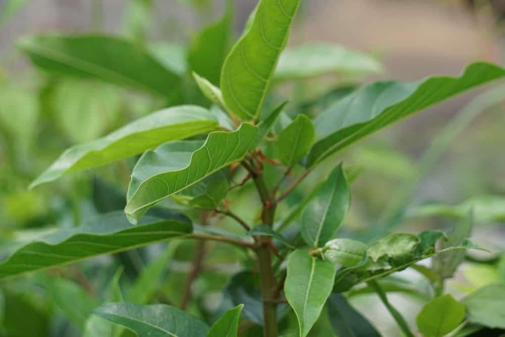 Tổng hợp các tác dụng của lá sung trong việc điều trị tiểu đường