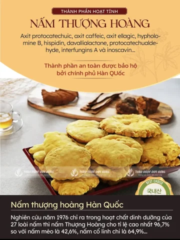 Nấm Thượng Hoàng: Công Dụng Vượt Trội và Hướng Dẫn Sử Dụng Hiệu Quả