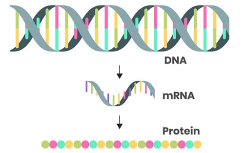 Test Genedia: Hiểu Rõ Về Khám Phá Mã Di Truyền Cá Nhân Test Genedia: Hiểu Rõ Về Khám Phá Mã Di Truyền Cá Nhân