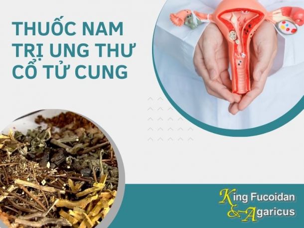 Các Bài Thuốc Nam Chữa Ung Thư Cổ Tử Cung: Thực Hư và Lưu Ý Quan Trọng