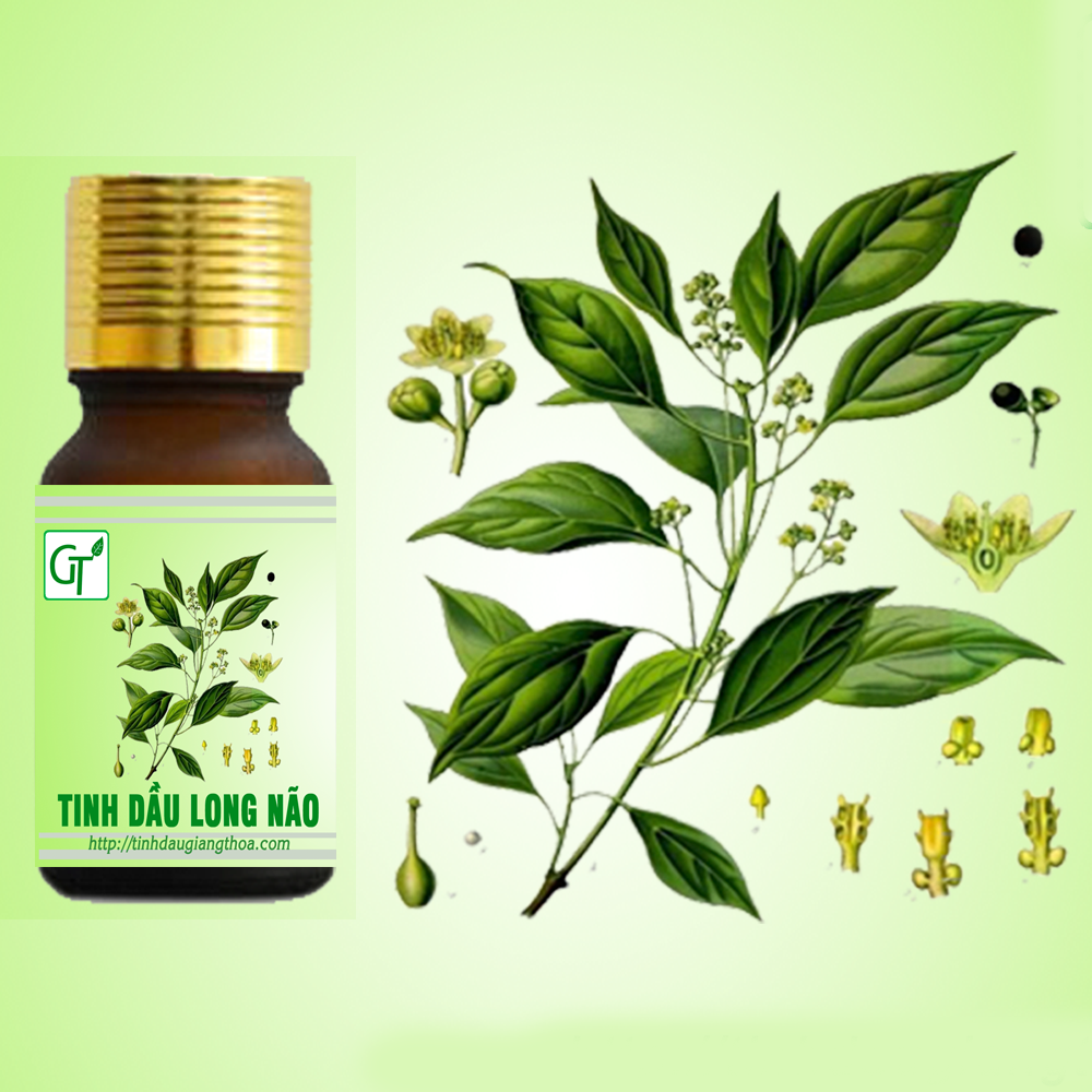 Tinh Dầu Long Não: Phân Biệt Thuốc Và Tinh Dầu, Công Dụng Thực Sự