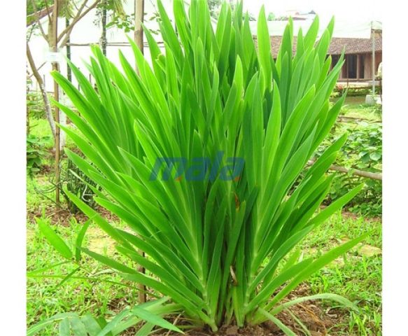 Các loại thảo mộc dùng trong bài thuốc nam trị viêm họng hạt mãn tính