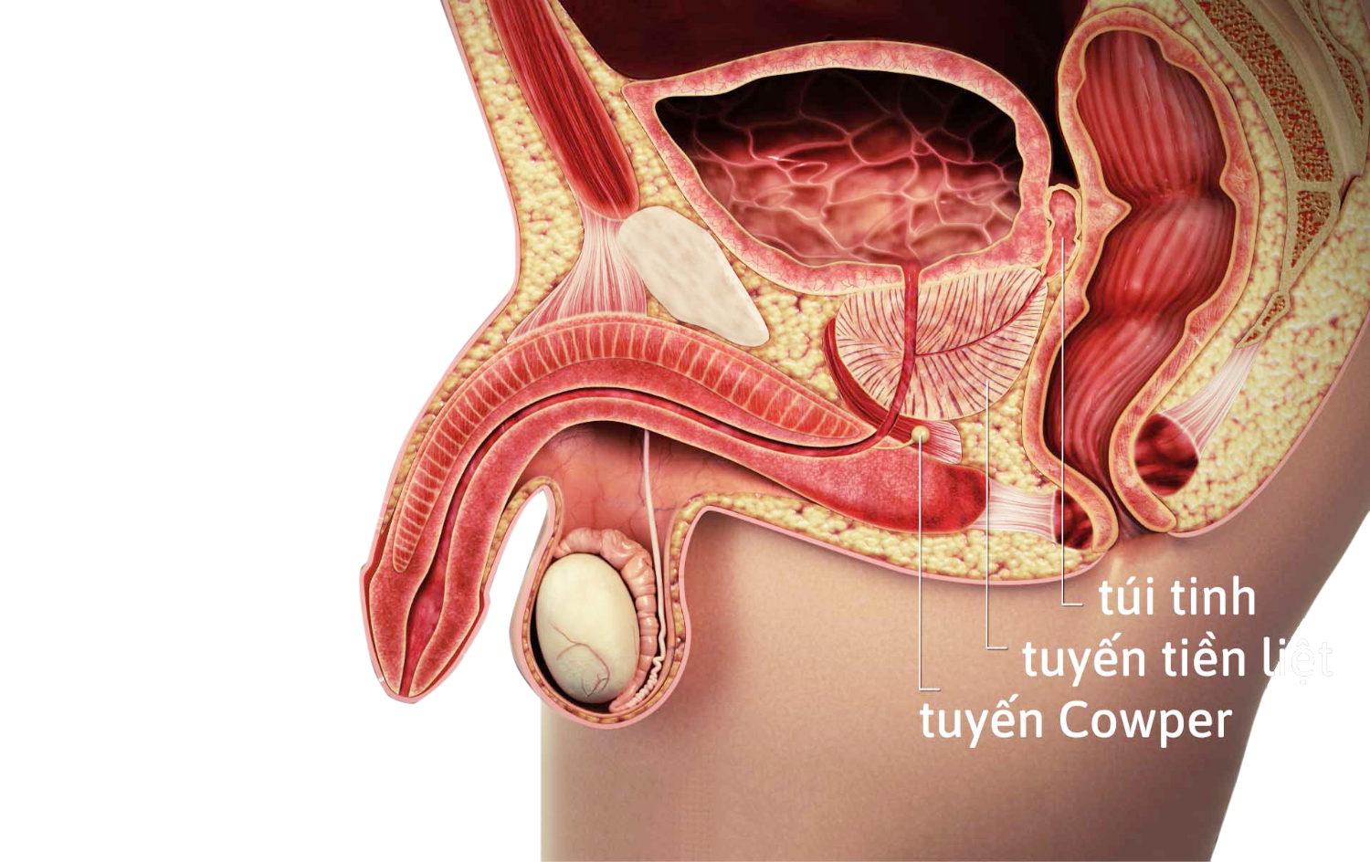 Các Loại Thuốc Điều Trị Phì Đại Tuyến Tiền Liệt Hiệu Quả Hiện Nay