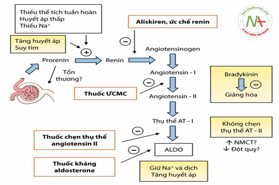 Cơ chế tác dụng thuốc ức chế thụ thể AT1: Hiểu biết toàn diện Cơ chế tác dụng thuốc ức chế thụ thể AT1: Hiểu biết toàn diện