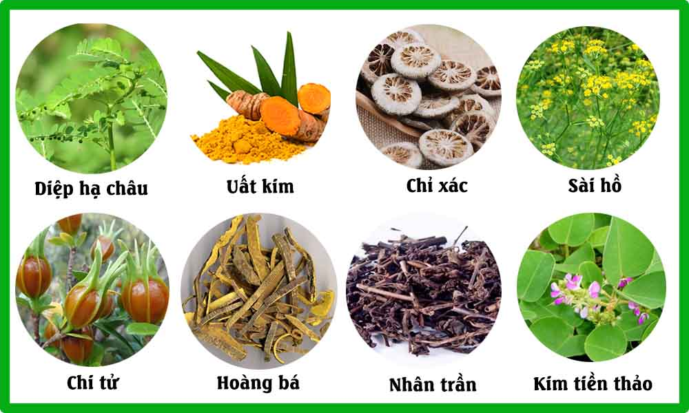 Một Số Thuốc Cây Đông Y Phổ Biến Tại Trạm Y Tế Hiện Nay