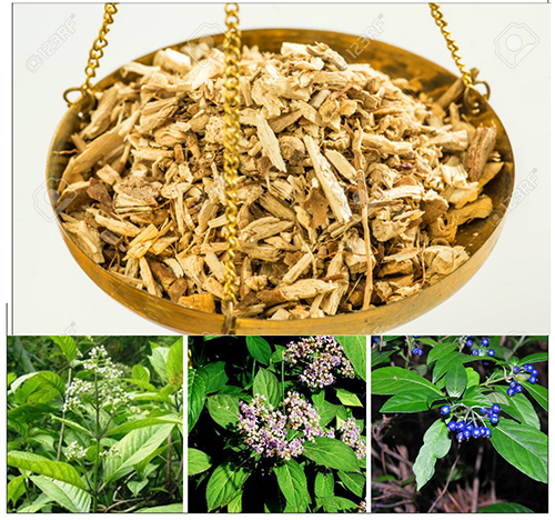 Các Thuốc Sốt Rét Quan Trọng Nguồn Gốc Thực Vật Các Thuốc Sốt Rét Quan Trọng Nguồn Gốc Thực Vật