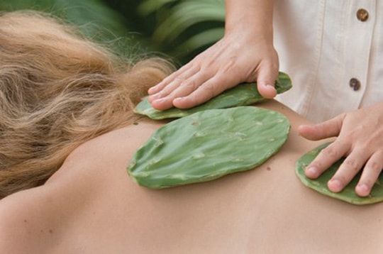 Bài thuốc chữa đau lưng bằng cây xương rồng và những điều cần biết
