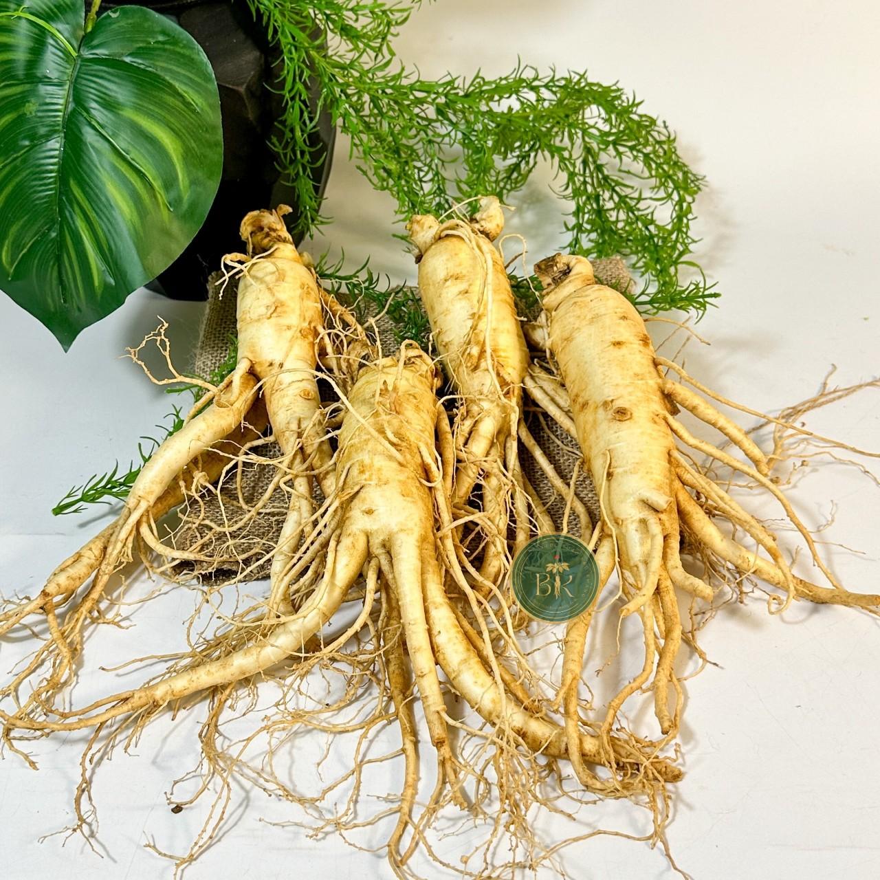Korean Ginseng: Toàn Diện Công Dụng và Cách Dùng